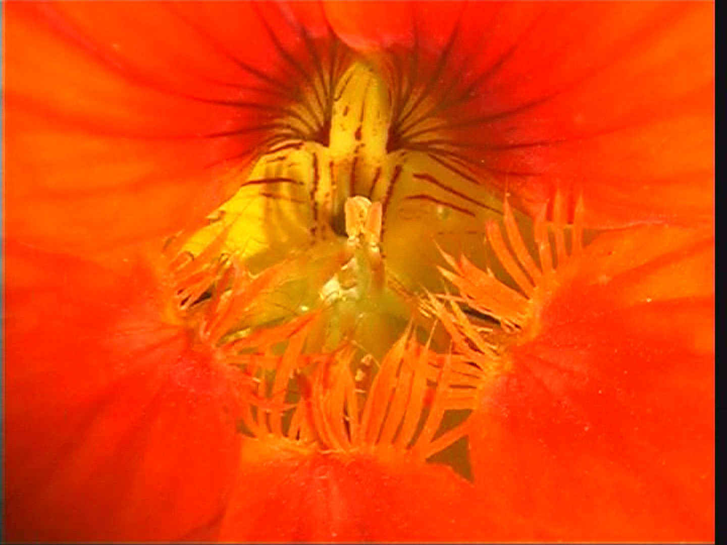 330657011 / Blossom / Orange / Red / Europe