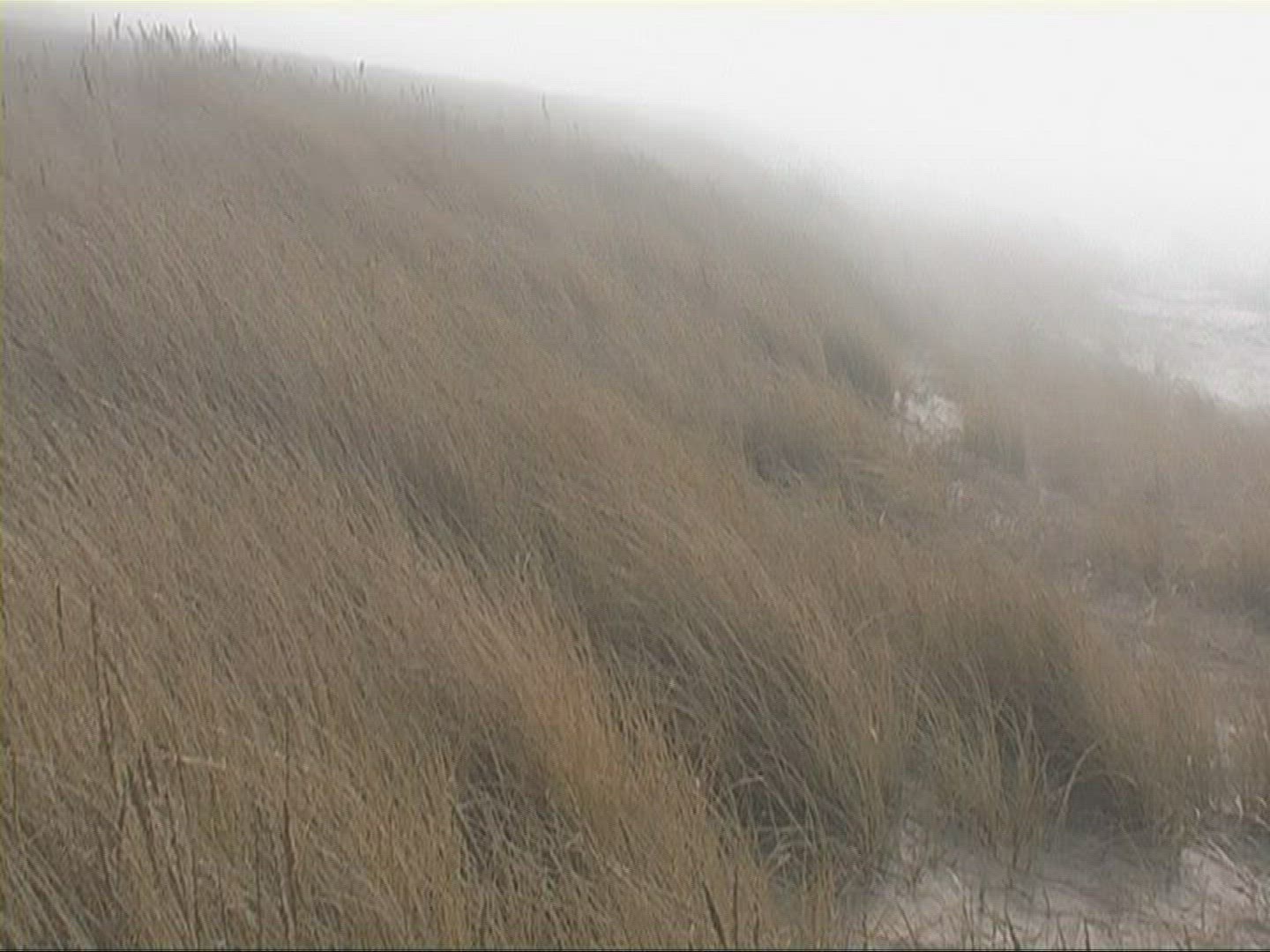 798670950 / Sea Oat / Reed / Sylt / North Sea / Germany