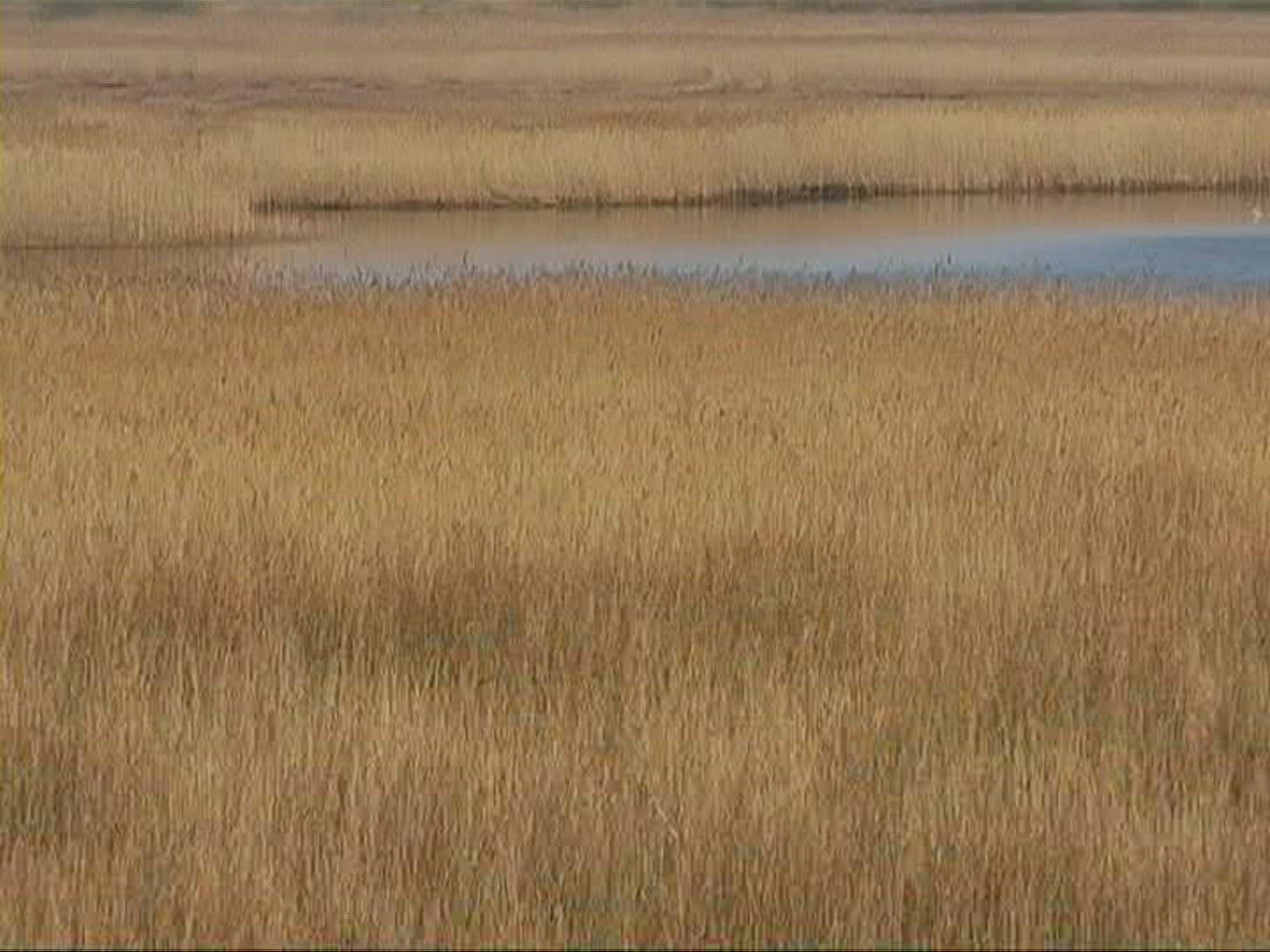 266917522 / Sea Oat / Reed / Sylt / North Sea / Germany