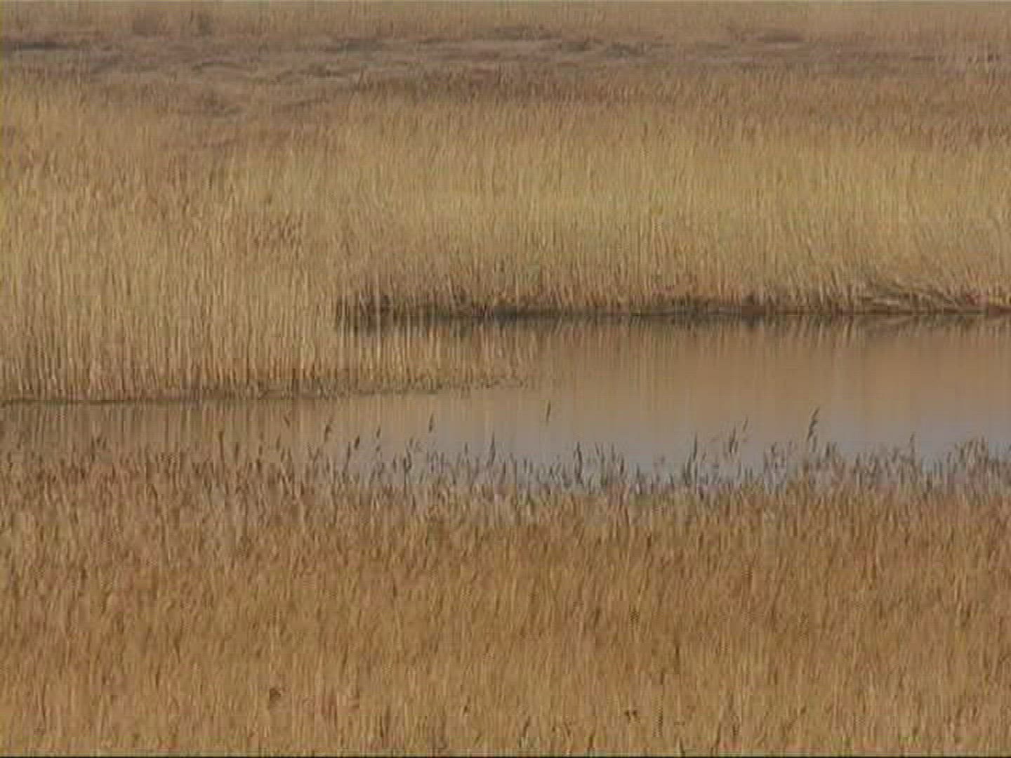 329450280 / Sea Oat / Reed / Sylt / North Sea / Germany