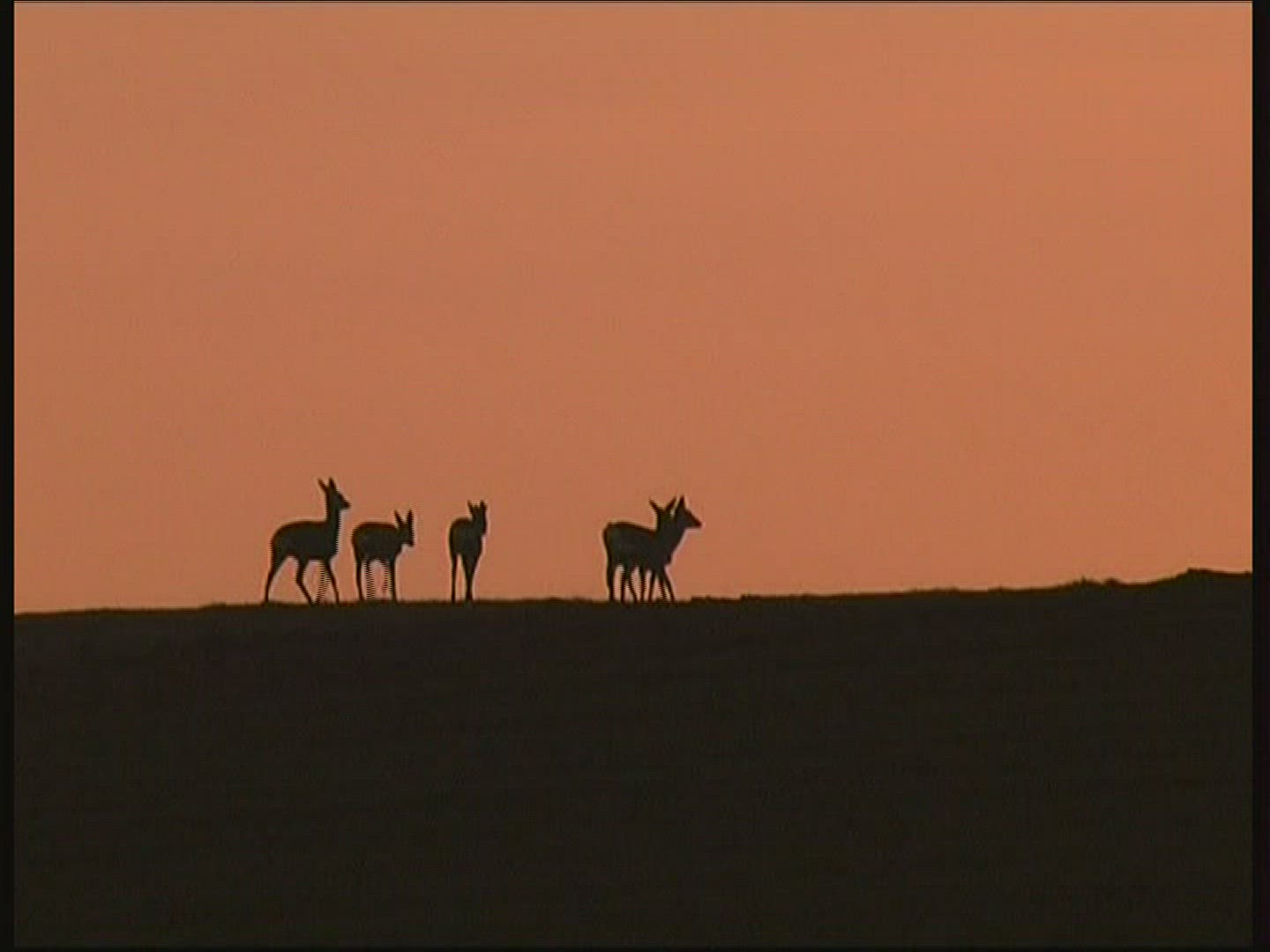 317040487 / Roe Deer / Pasture / Spessart / Germany