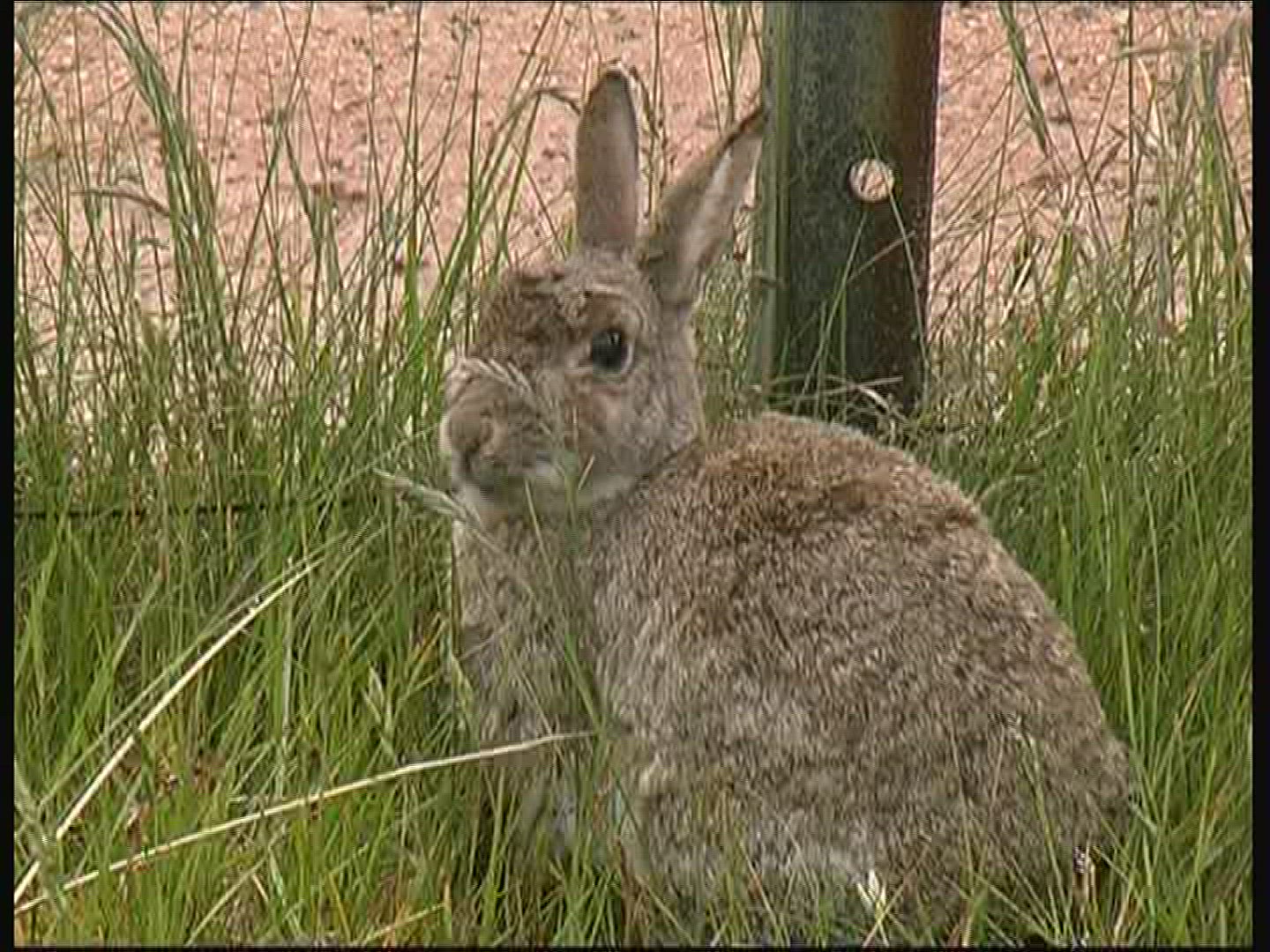 369495493 / Rabbit / Fanoe / Denmark