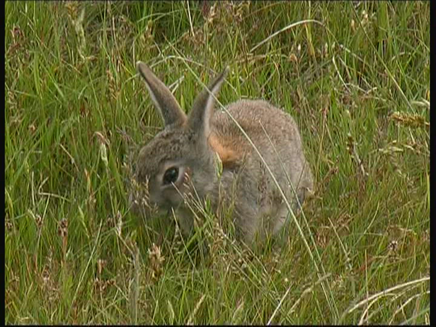 585237290 / Rabbit / Fanoe / Denmark