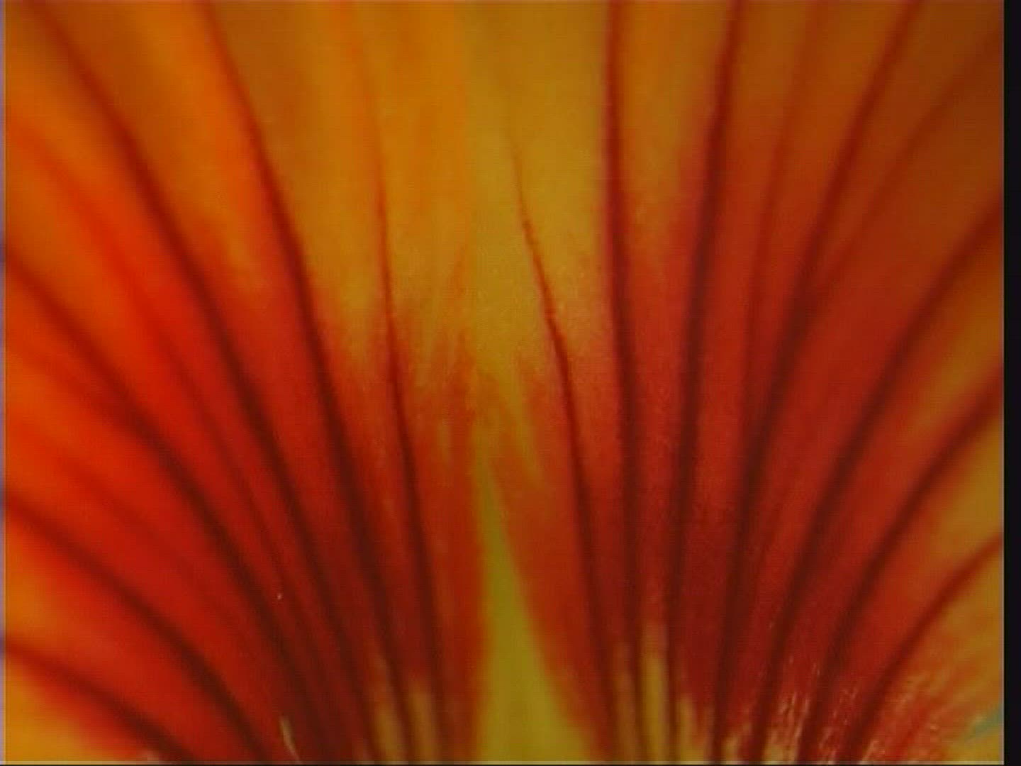 608567352 / Blossom / Orange / Red / Europe