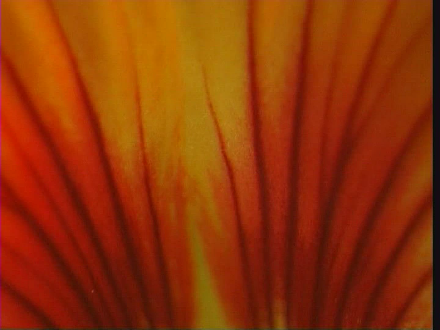 928312714 / Blossom / Orange / Red / Europe