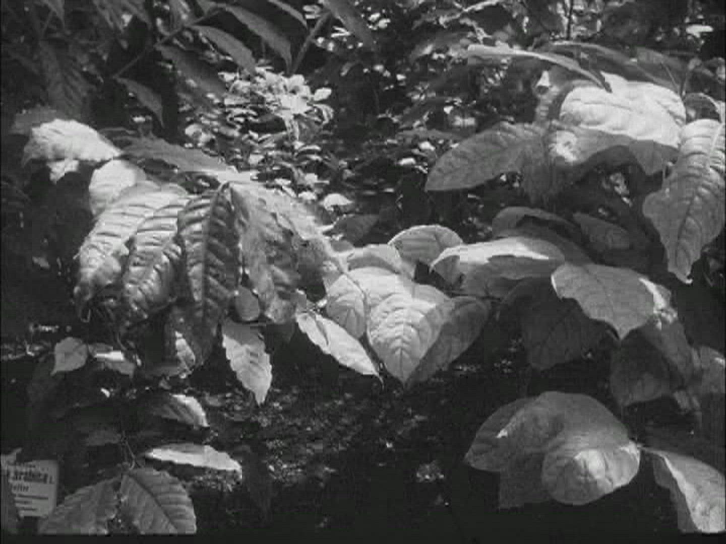 437354843 / Coffee Bean / Food Processing / 1950-1959