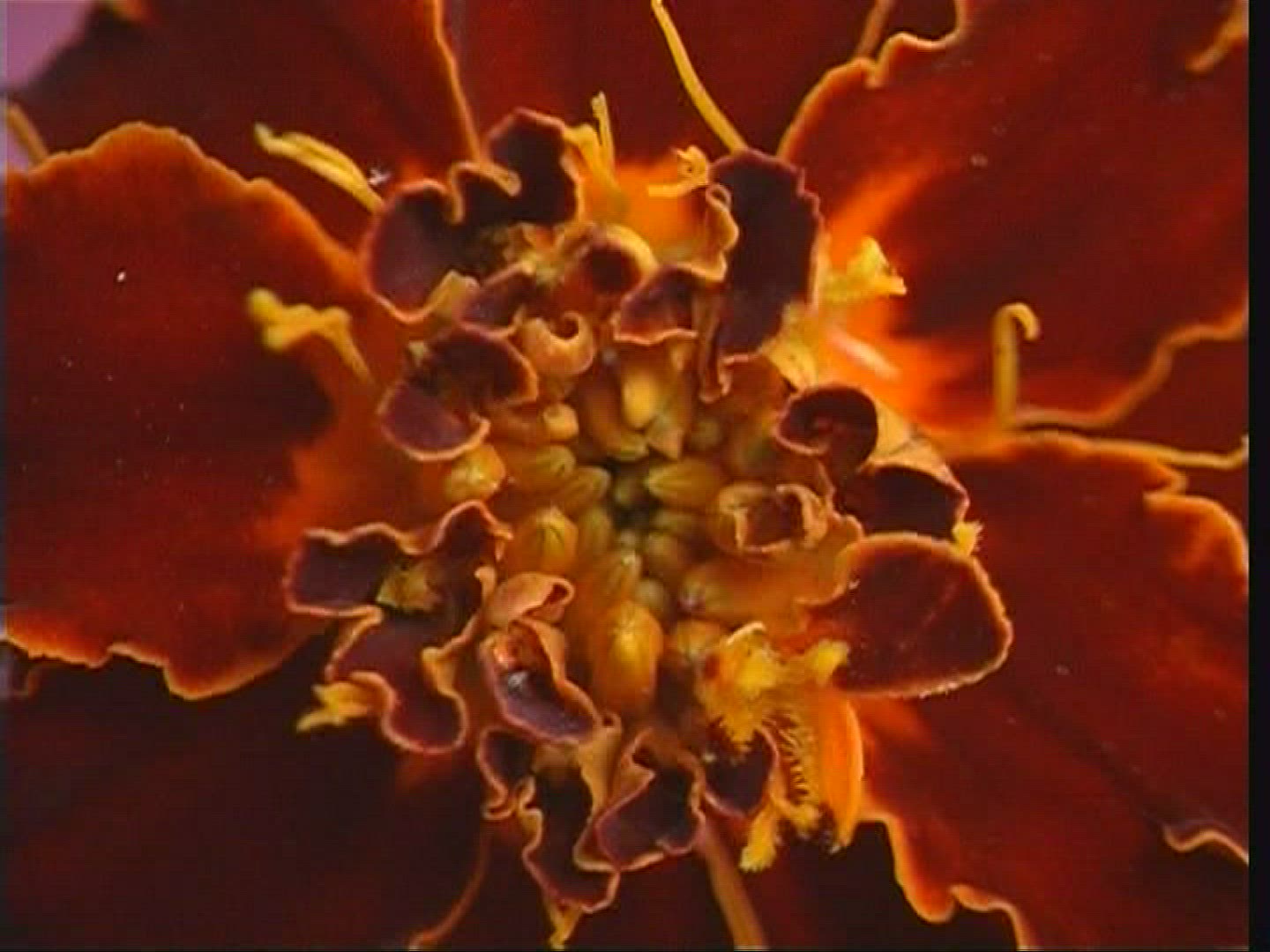 462647221 / Blossom / Orange / Red / Europe