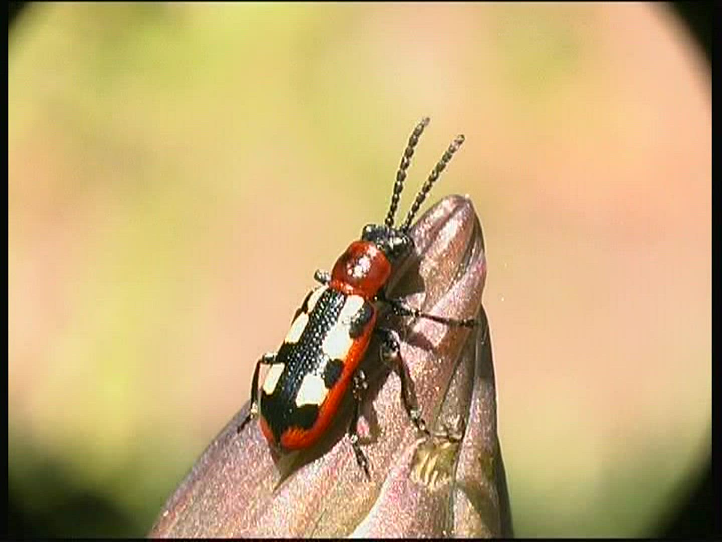 320853346 / Common Asparagus Beetle / Beetle