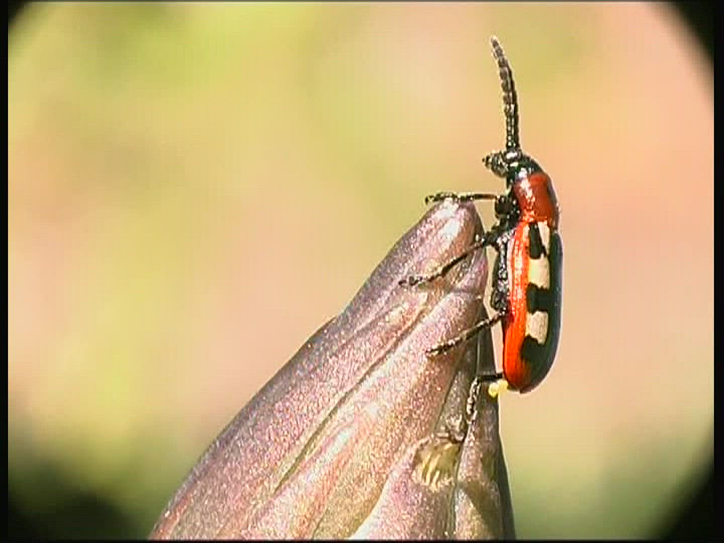 333040402 / Common Asparagus Beetle / Beetle