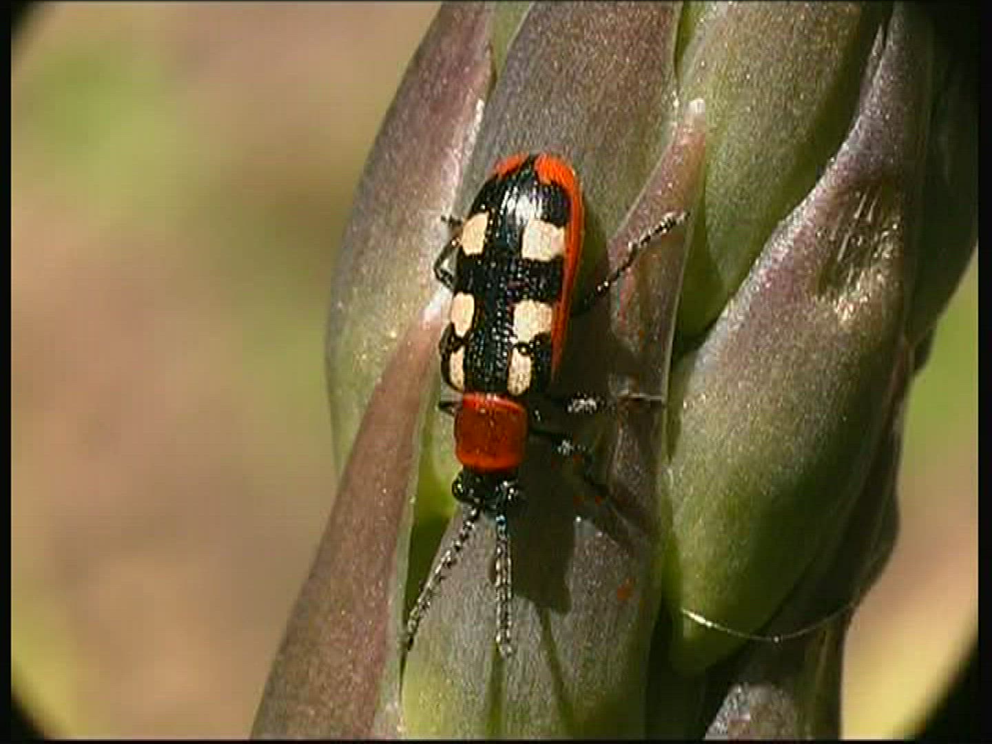 503242120 / Common Asparagus Beetle / Beetle