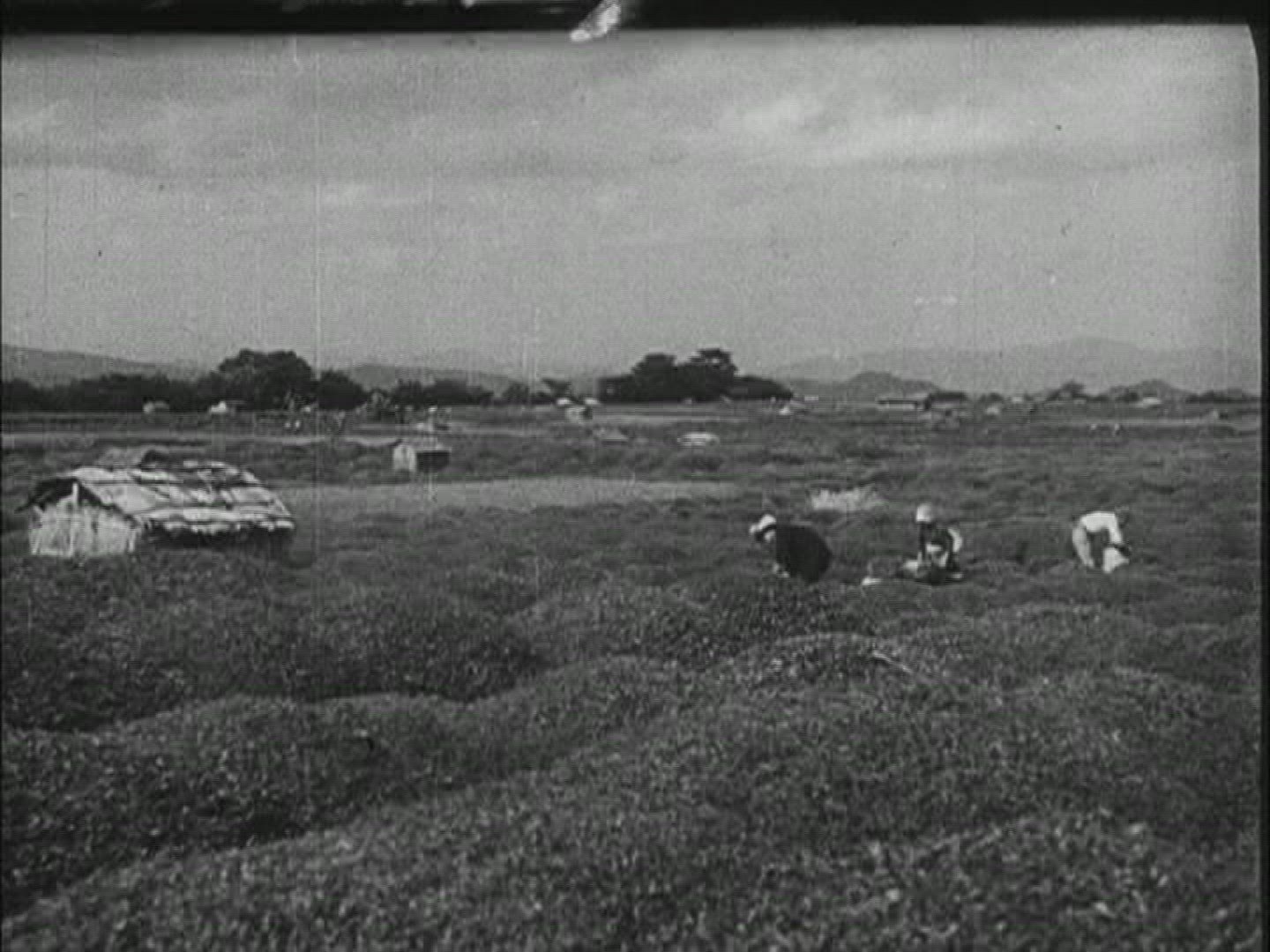 389121437 / Tea Plant / Tea Processing / 1950-1959