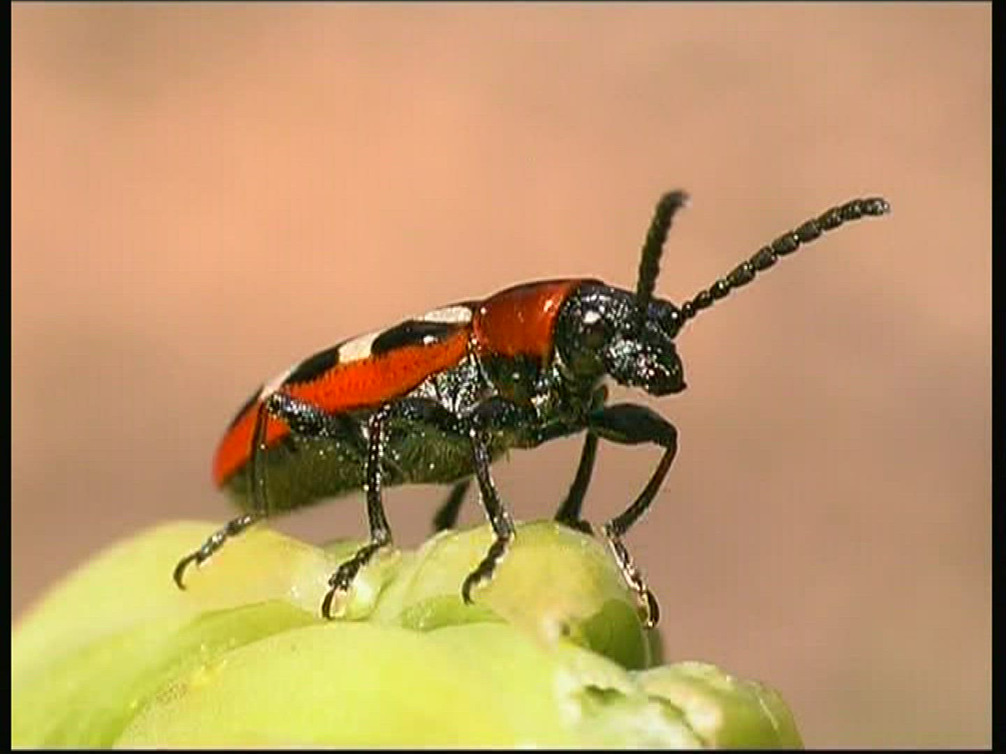 664288226 / Common Asparagus Beetle / Beetle