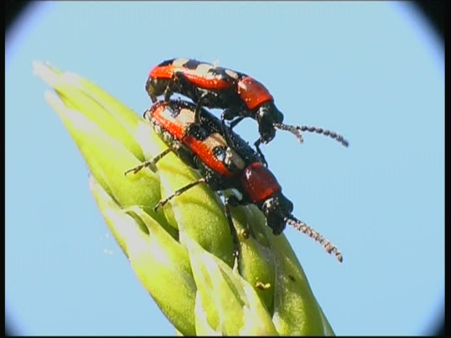 352555478 / Common Asparagus Beetle / Beetle