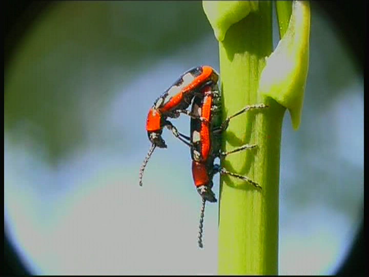 604862665 / Common Asparagus Beetle / Beetle