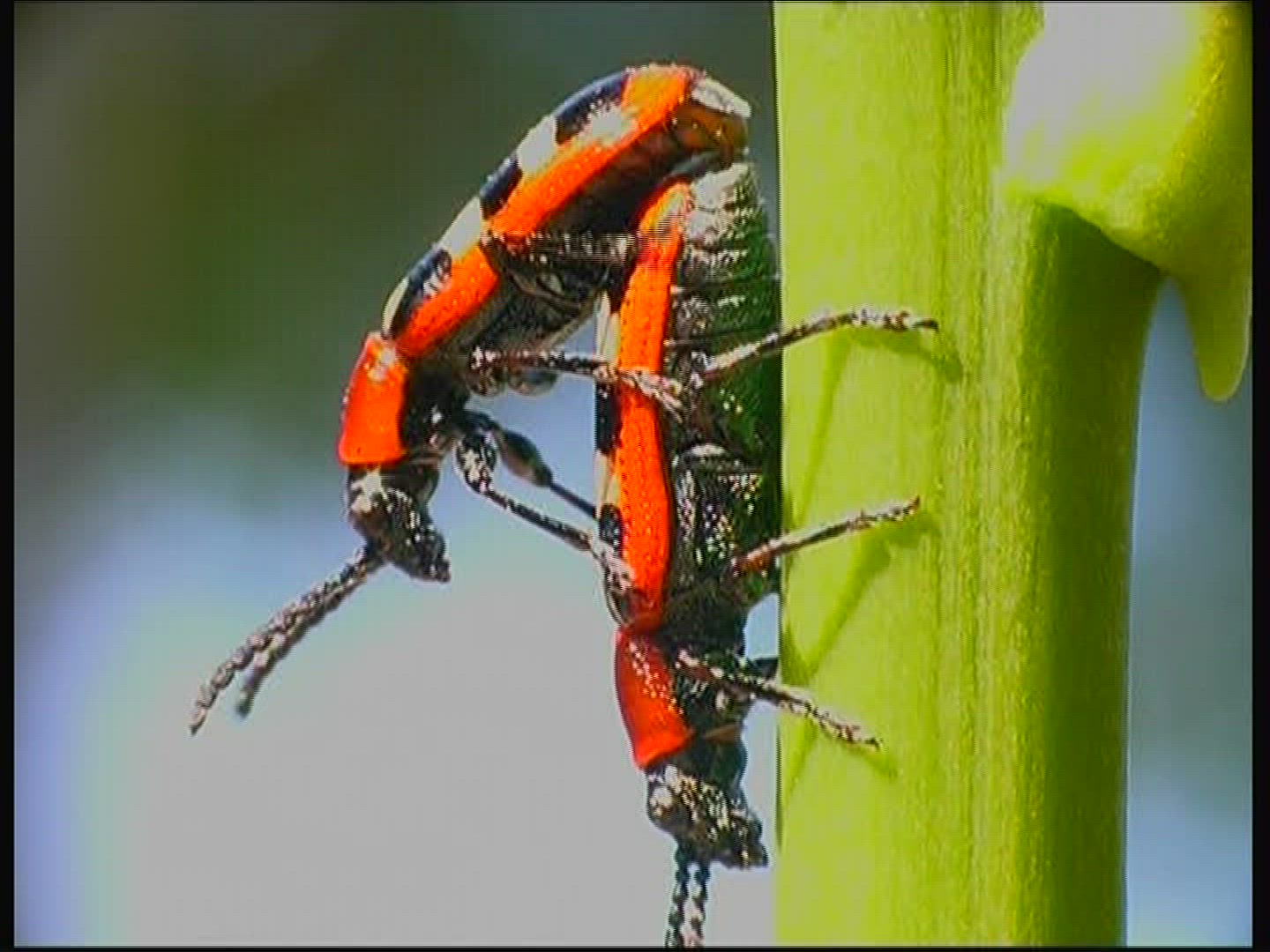 313566447 / Common Asparagus Beetle / Beetle