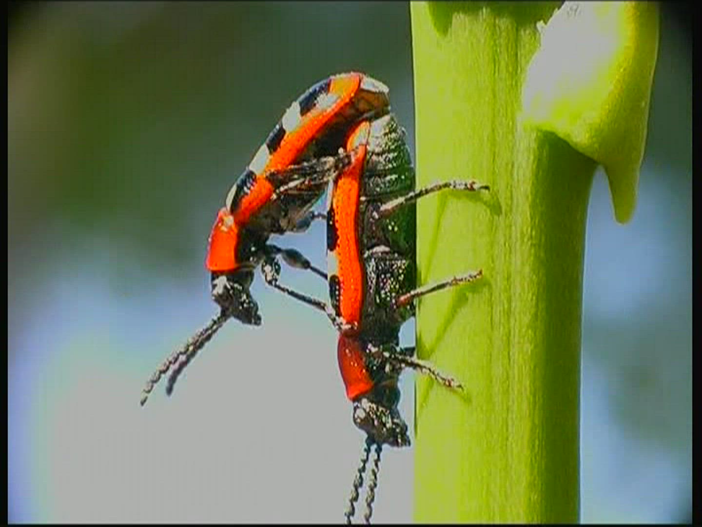 208768945 / Common Asparagus Beetle / Beetle