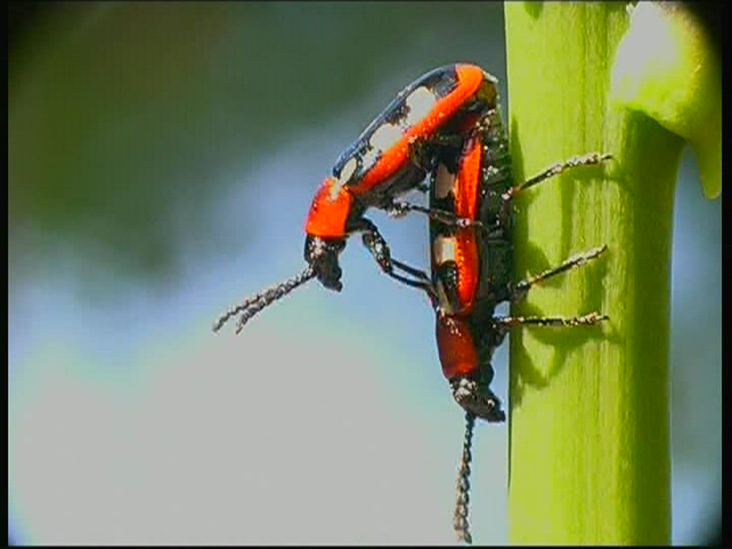 688516121 / Common Asparagus Beetle / Beetle