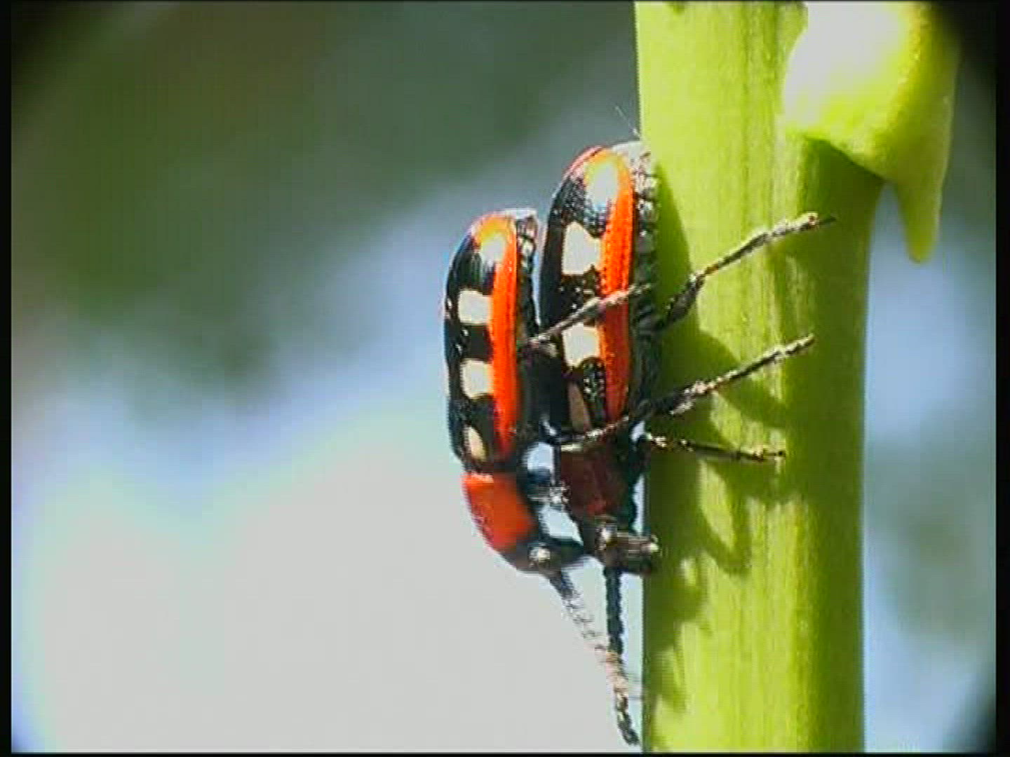 838106221 / Common Asparagus Beetle / Beetle