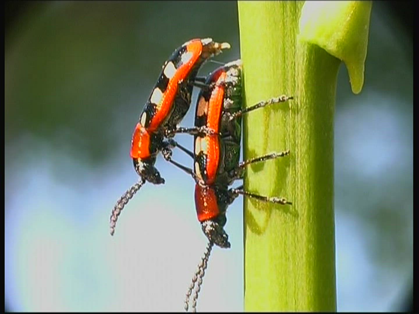 970195618 / Common Asparagus Beetle / Beetle