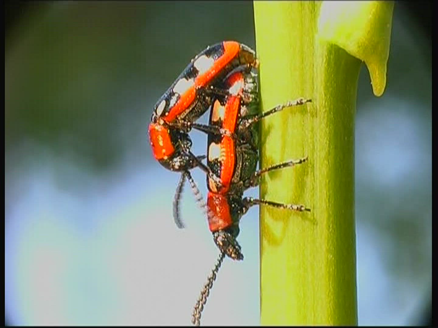 985340562 / Common Asparagus Beetle / Beetle