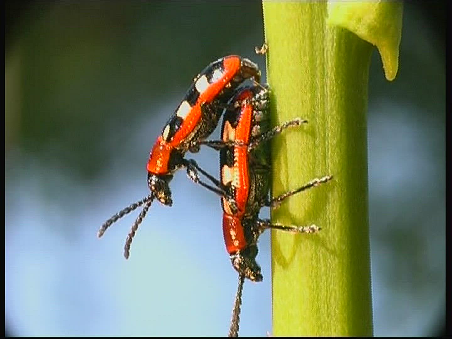 262464293 / Common Asparagus Beetle / Beetle