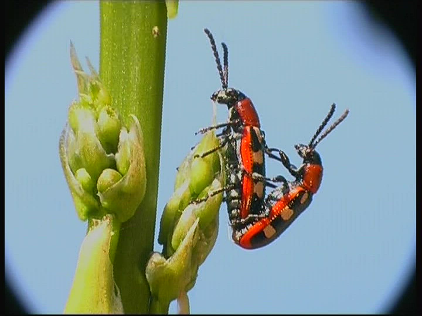 809809260 / Common Asparagus Beetle / Beetle