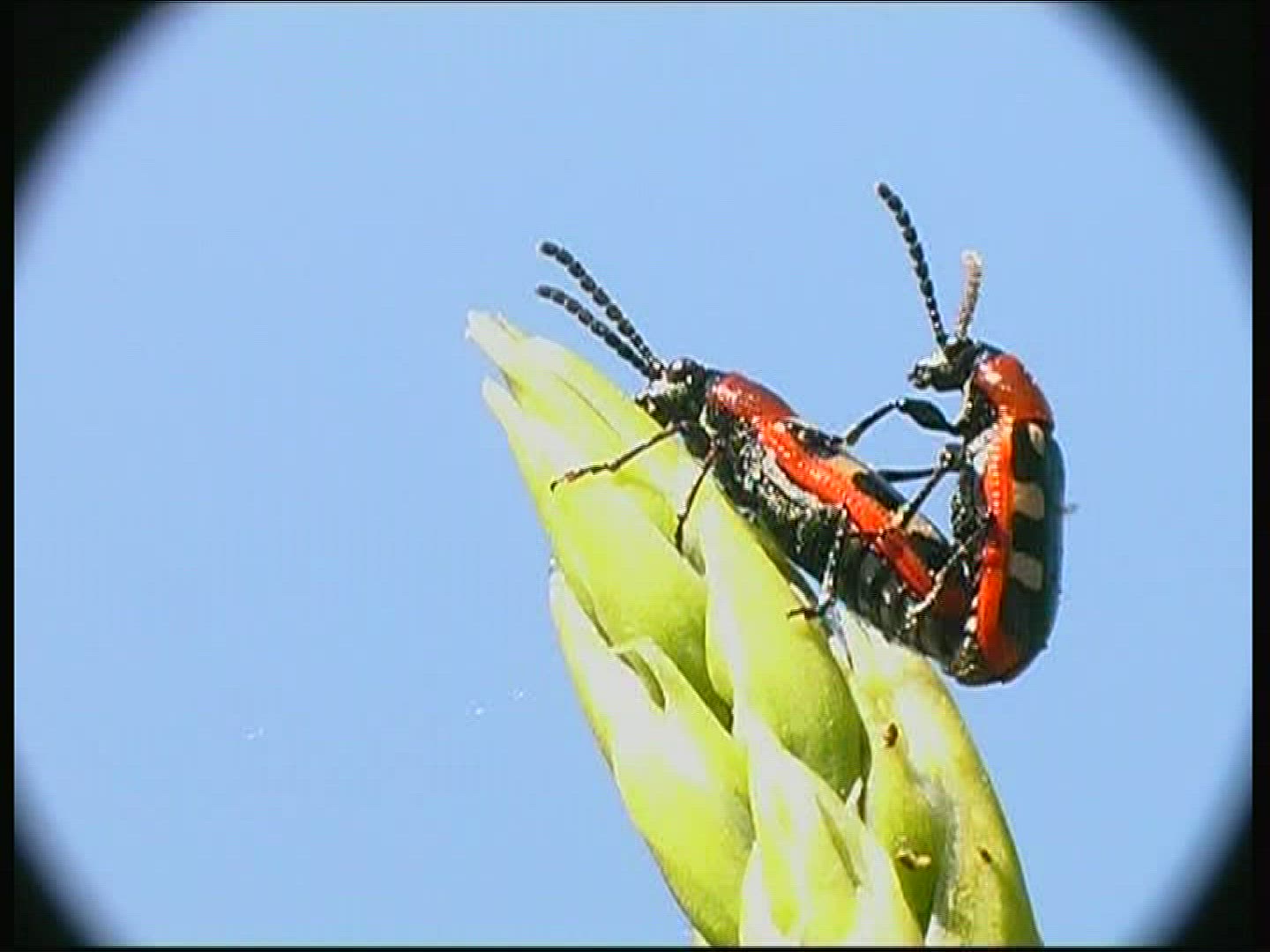 598717605 / Common Asparagus Beetle / Beetle