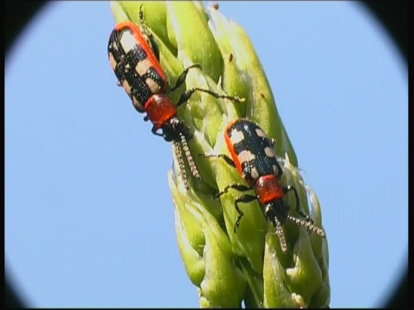 710412745 / Common Asparagus Beetle / Beetle