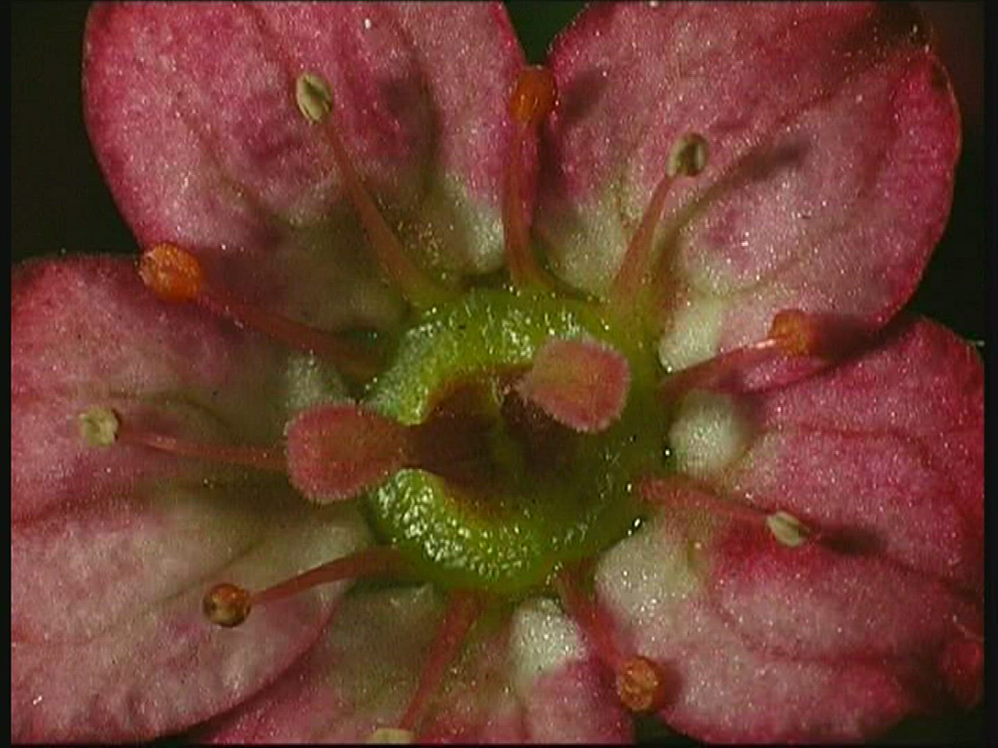 463625973 / Blossom / Pink / Pink / Europe