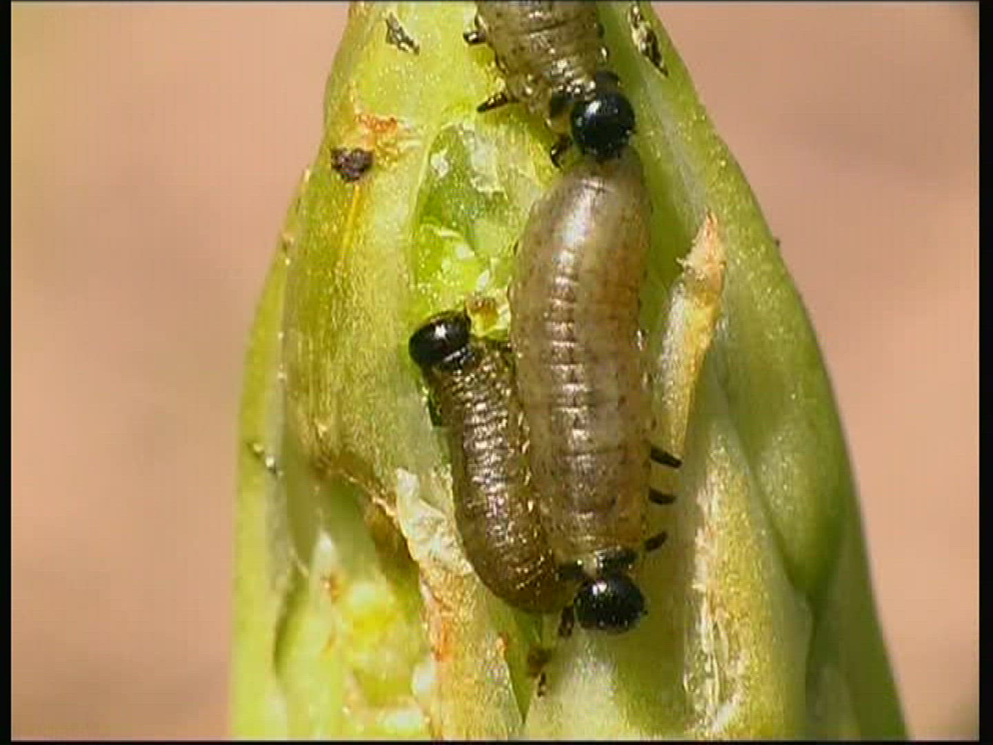 788206443 / Common Asparagus Beetle / Beetle