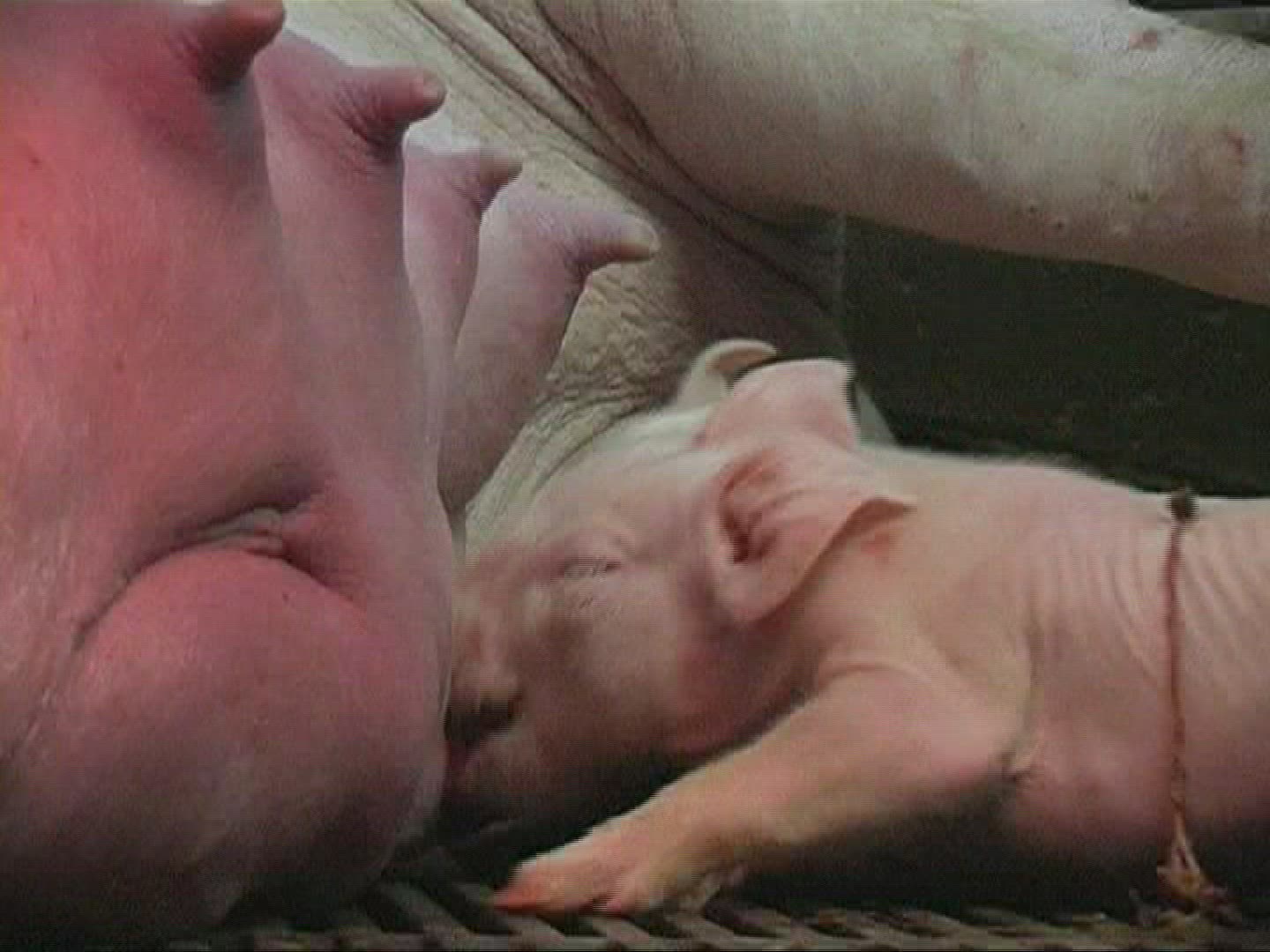 931791035 / Piglet / Sucking / Domestic Pig / Europe