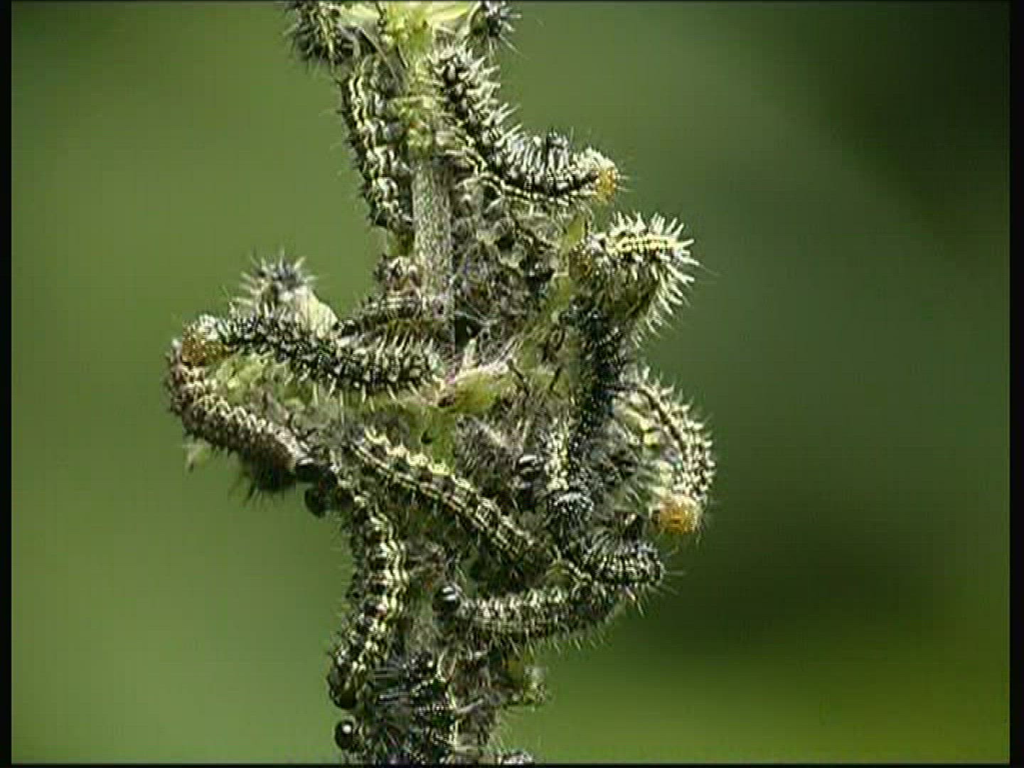 589456125 / Caterpillar / Insect
