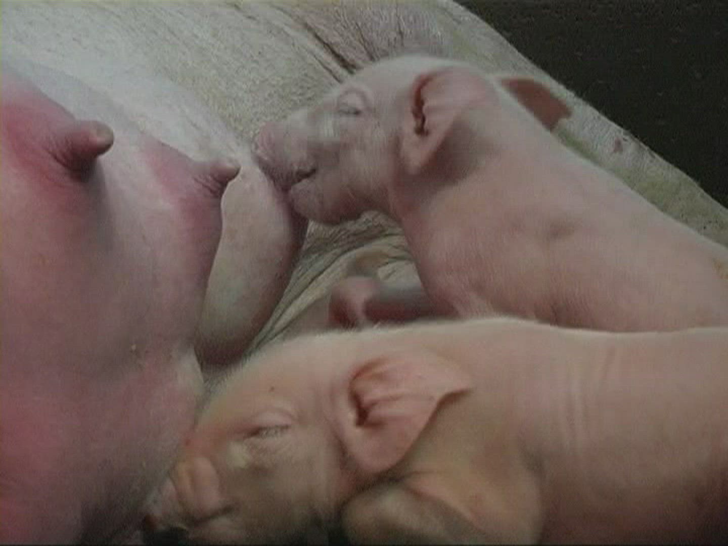 574643924 / Piglet / Sucking / Domestic Pig / Europe