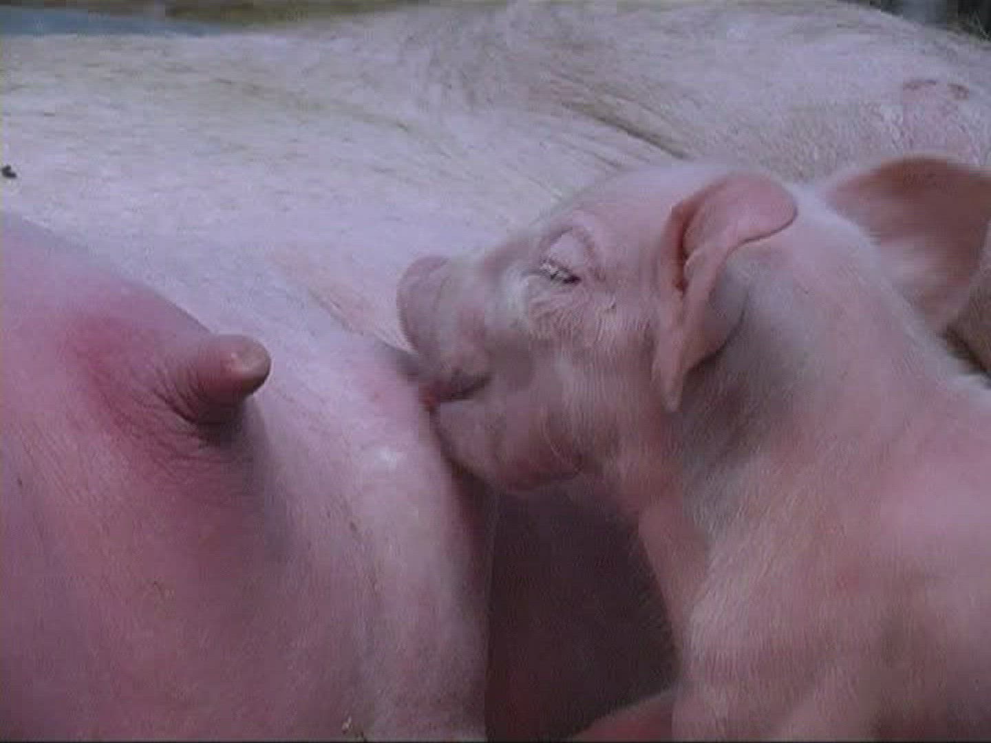 382203584 / Piglet / Sucking / Domestic Pig / Europe