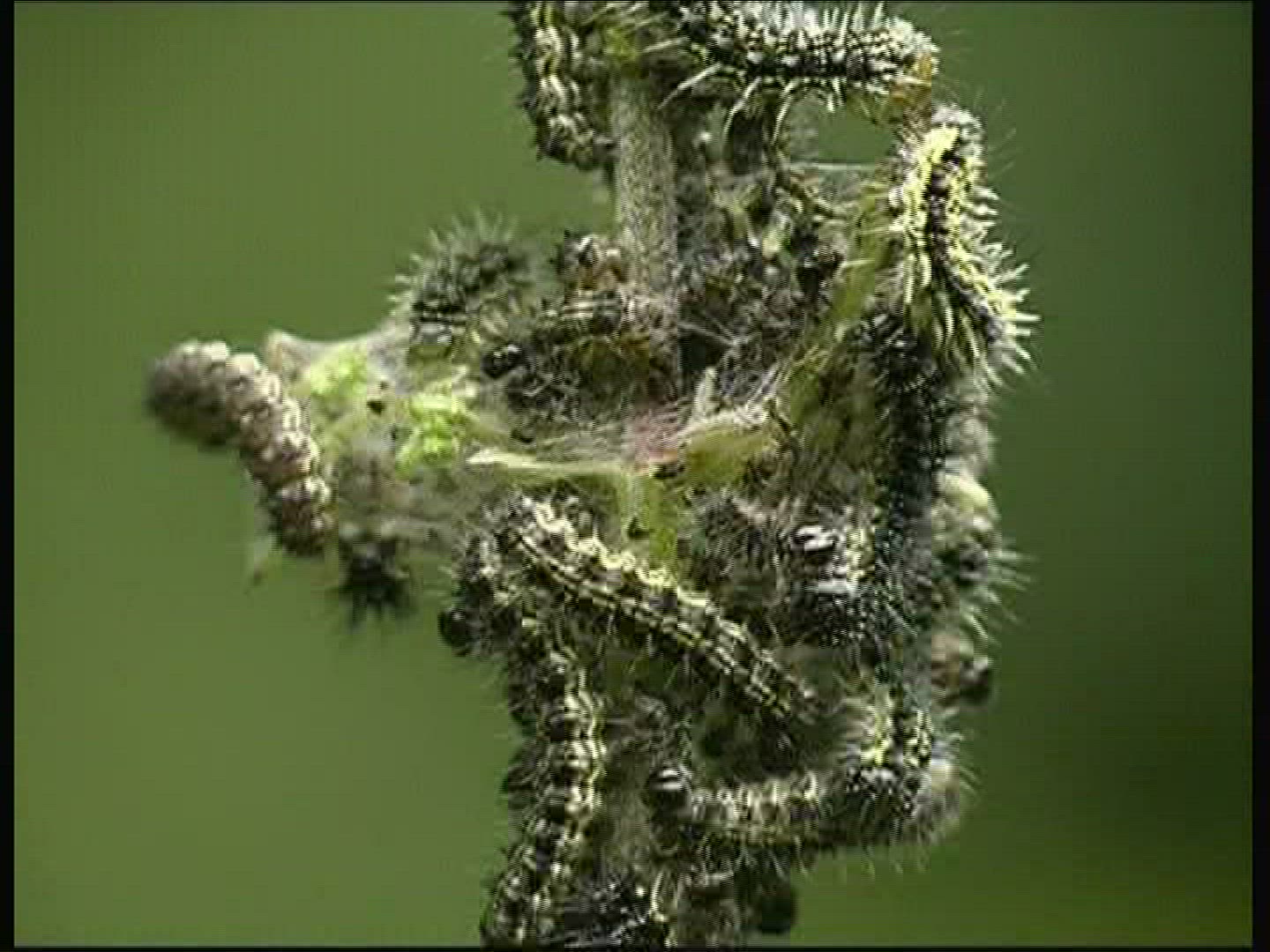 794772181 / Caterpillar / Insect