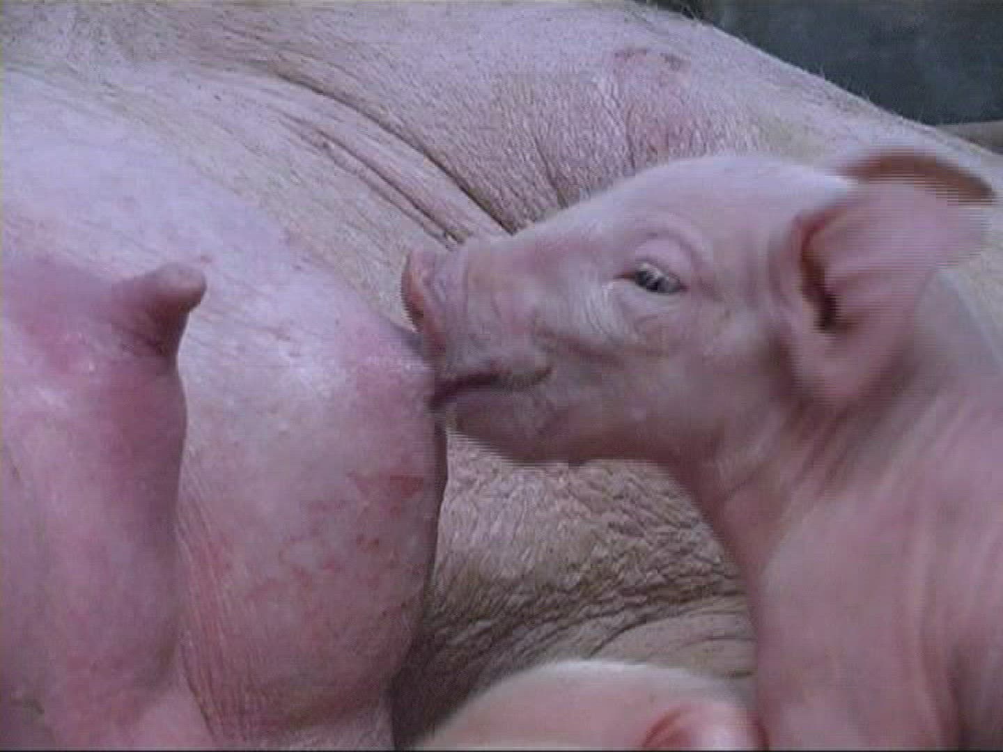 932050278 / Piglet / Sucking / Domestic Pig / Europe