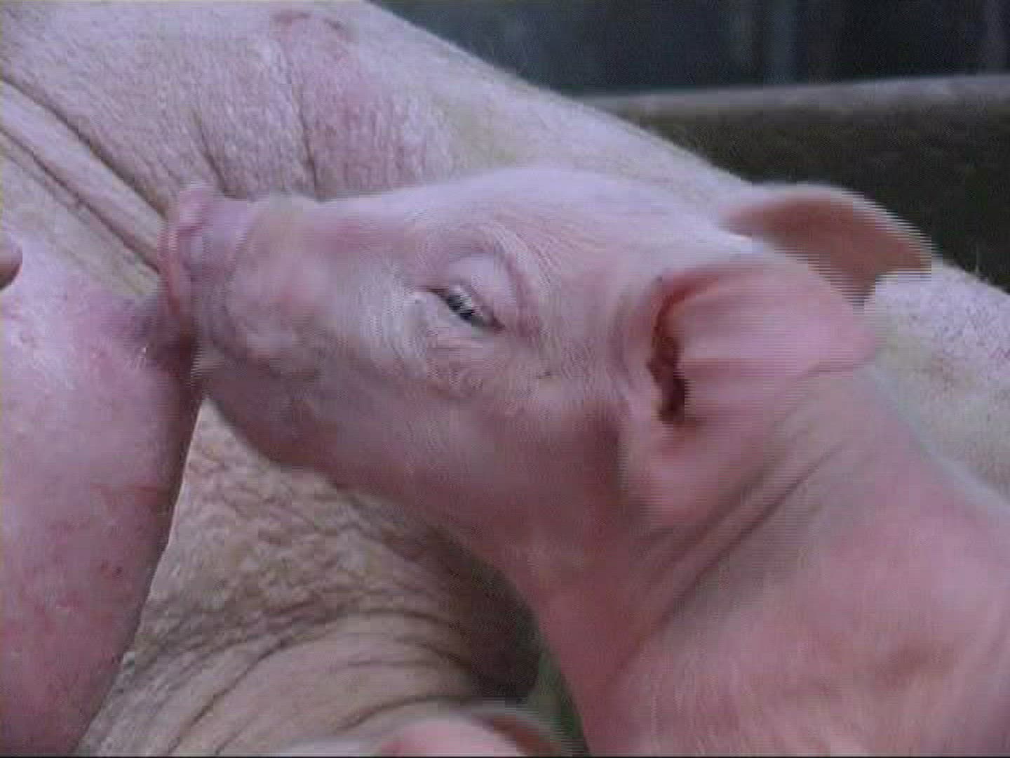 150233223 / Piglet / Sucking / Domestic Pig / Europe