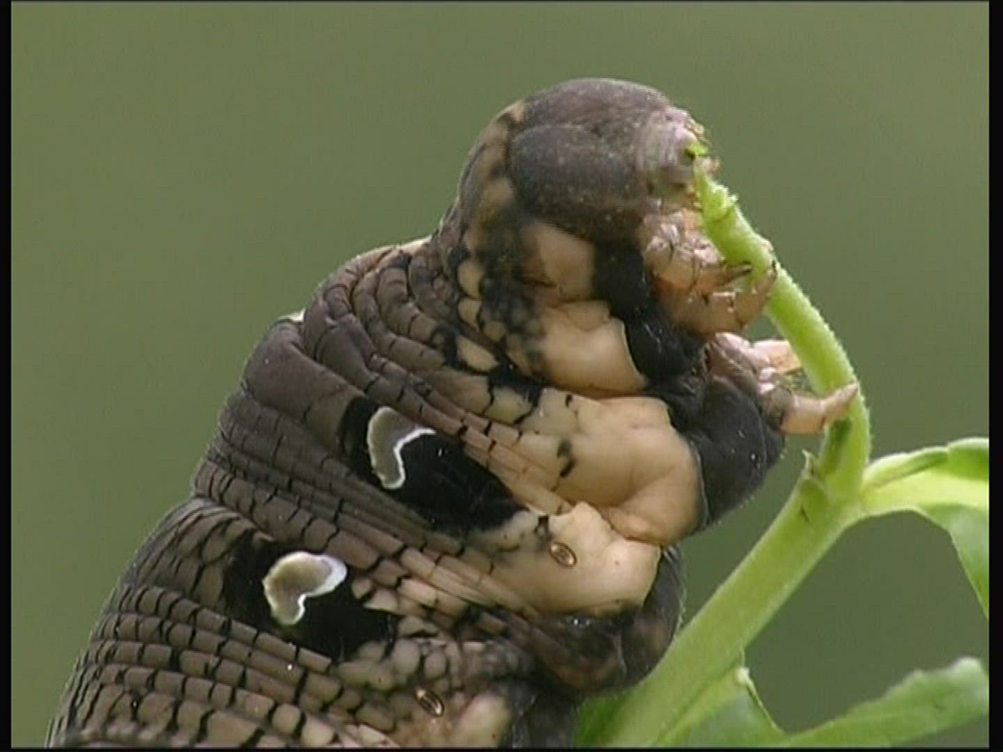 750213070 / Caterpillar / Insect