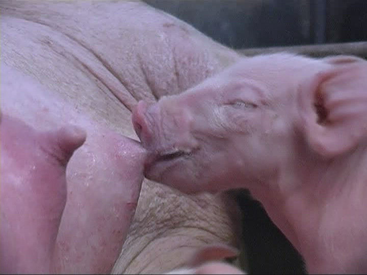 191340586 / Piglet / Sucking / Domestic Pig / Europe