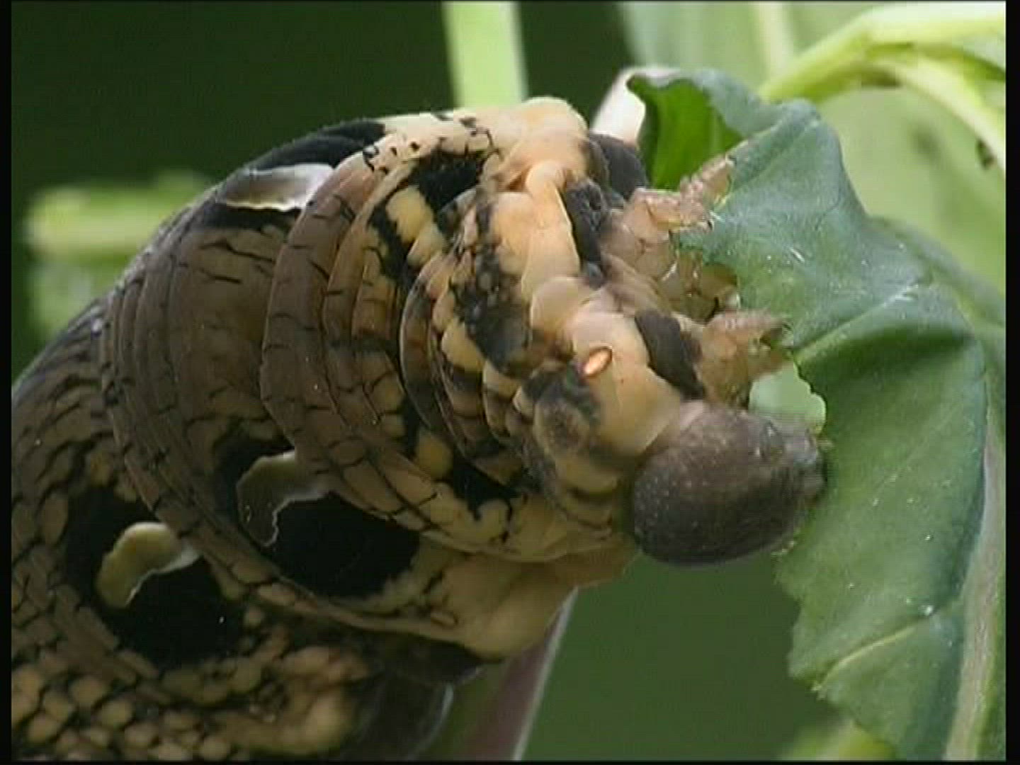 759002536 / Caterpillar / Insect