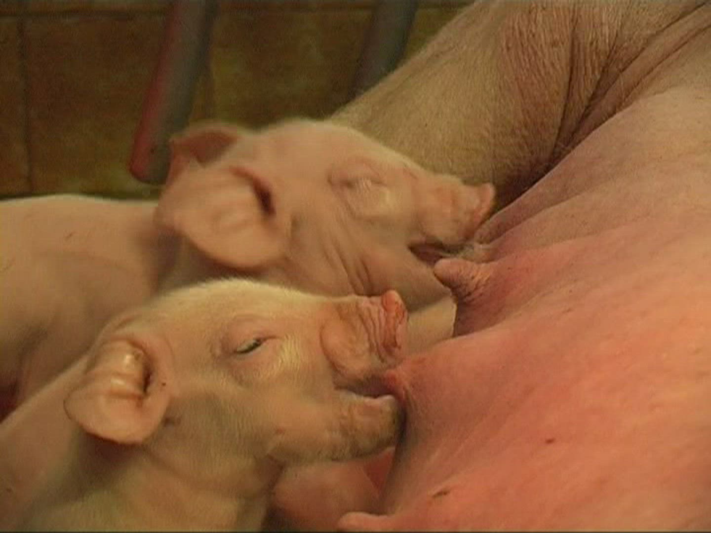 601694089 / Piglet / Sucking / Domestic Pig / Europe