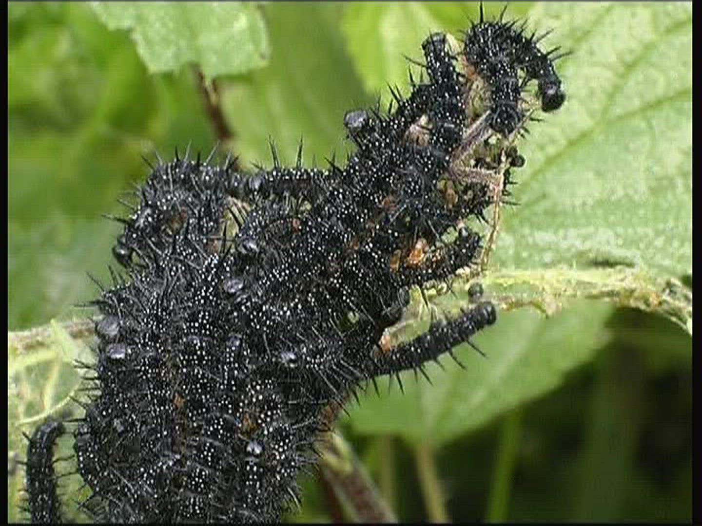 556747621 / Caterpillar / Insect