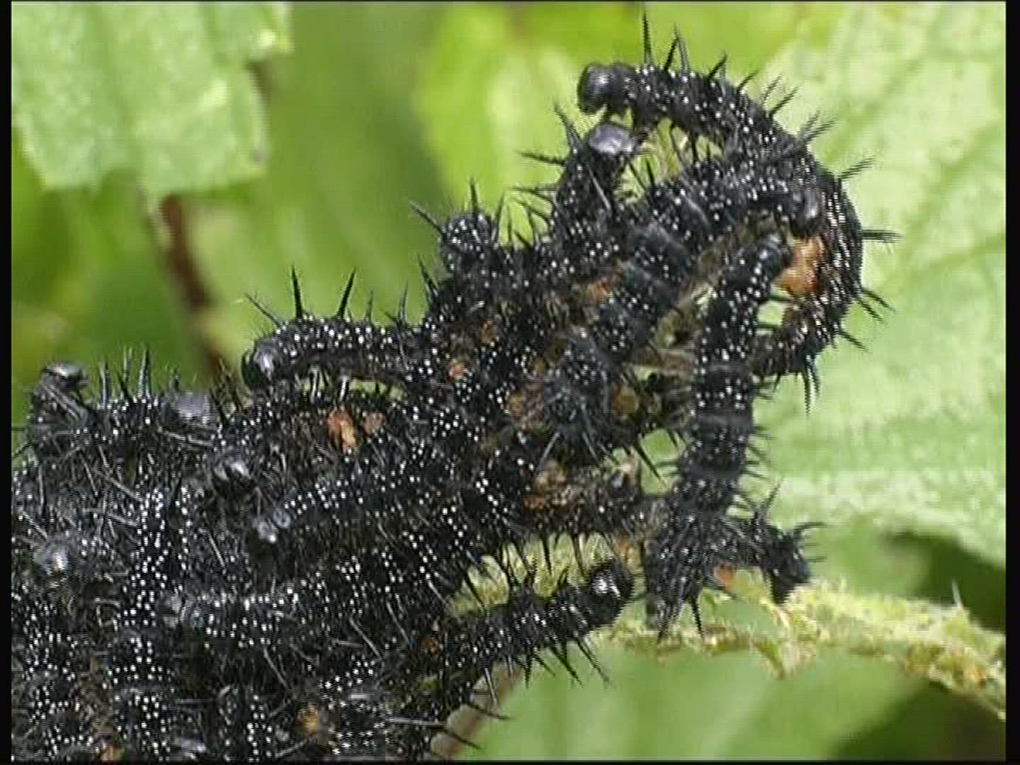 951793504 / Caterpillar / Insect
