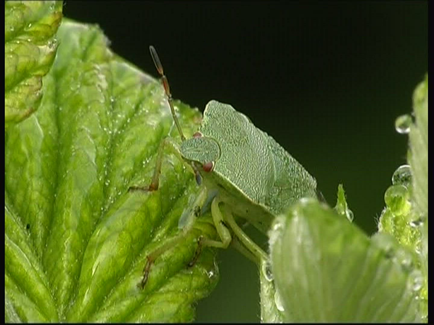 426189170 / Insect / Day
