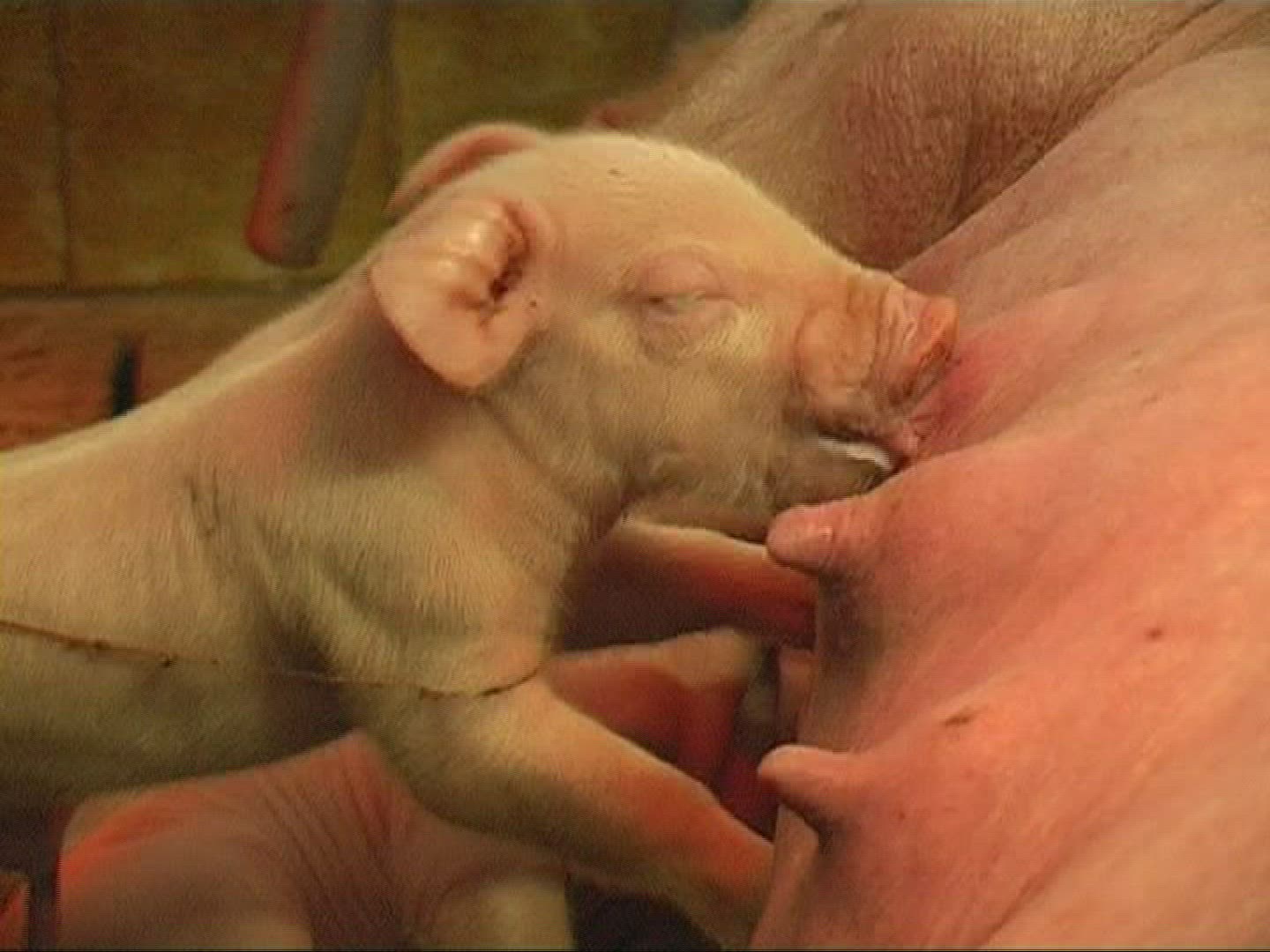 258871909 / Piglet / Sucking / Domestic Pig / Europe