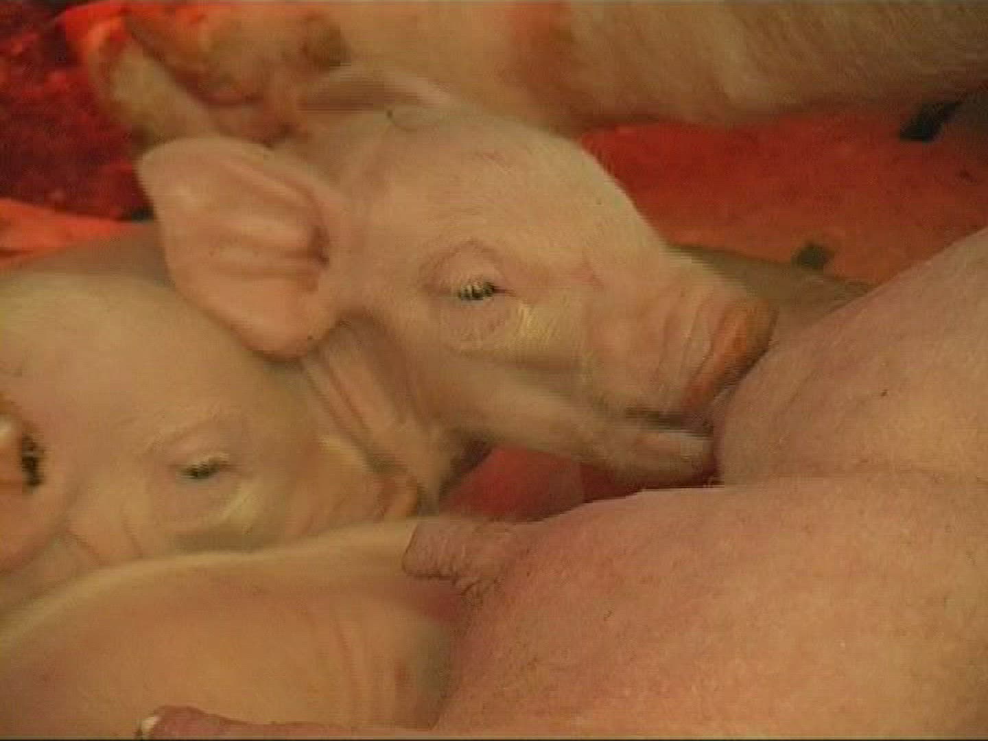 798376957 / Piglet / Sucking / Domestic Pig / Europe