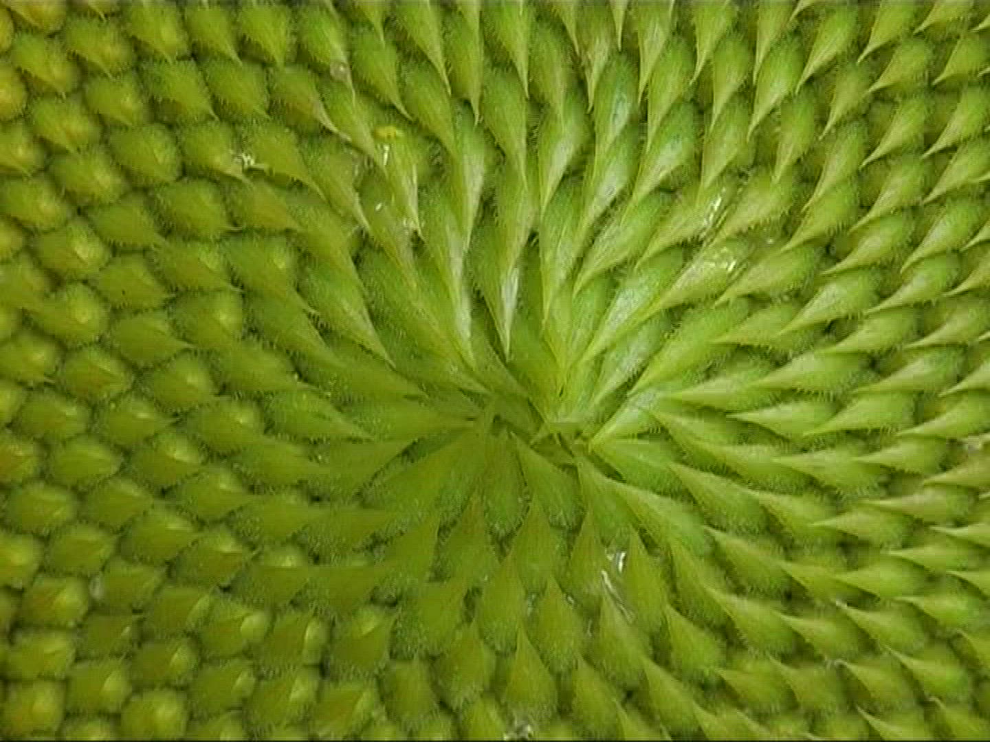 951029252 / Sunflower / Blossom / Europe