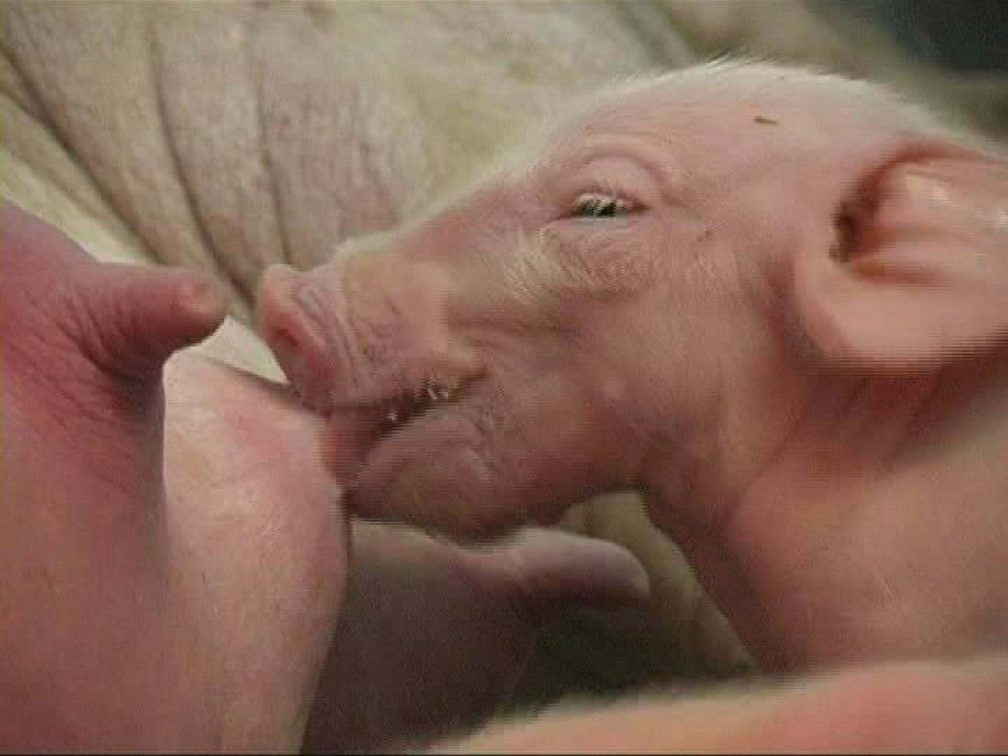 678289452 / Piglet / Sucking / Domestic Pig / Europe