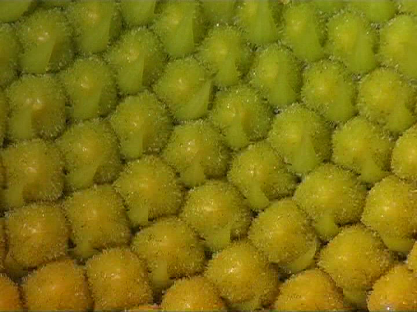 490048840 / Sunflower / Blossom / Europe