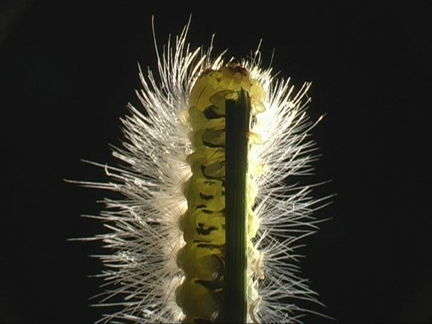 719609042 / Caterpillar / Insect